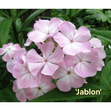 'Jablon'  Phlox paniculata - Skarainais floksis