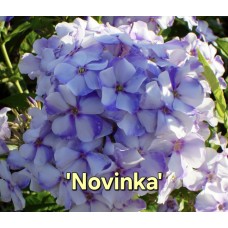 'Novinka'  Phlox paniculata - Skarainais floksis