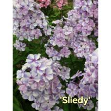 'Sliedy'  Phlox paniculata - Skarainais floksis