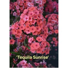 'Tequila Sunrise'  Phlox paniculata - Skarainais floksis