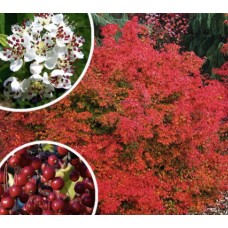 'Brilliant' Aronia arbutifolia - aronija