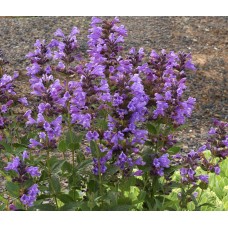 'Blue Dragon' Nepeta - kaķumētra