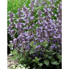 'Bramdean' Nepeta grandiflora - kaķumētra