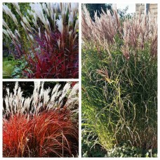 'Droning Ingrid' Miscanthus sinensis 