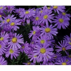 'Early Blue' Aster dumosum - ziemastere (miķelītis)