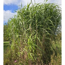 Floridulus Miscanthus giganteus - miskante