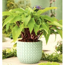 'Gooseberry Sundae' Hosta 