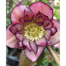 Sniega roze ' Double Ellen Picotee'