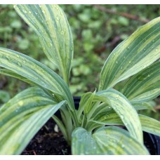 'Hyuga Urajiro' Hosta