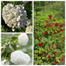 'Roseum' Viburnum opulus - irbene
