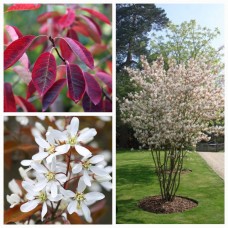 Amelanchier  'Ballerina - Korinte