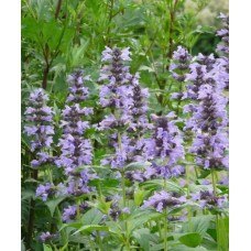 'Manchu Blue' Nepeta manchuriensis - kaķumētra