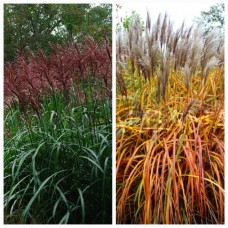 'Malepartus' Miscanthus sinensis - Miskante