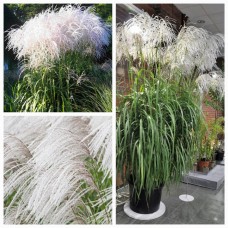 'Memory' Miscanthus sinensis - Miskante