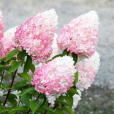 'Living Pink & Rose' Hydrangea pan. 