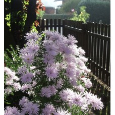 'Rosequarz' Aster novi-belgii  - ziemastere (miķelītis)