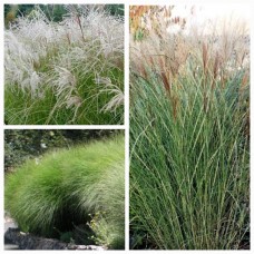 'Sarabande' Miscanthus sinensis - Miskante