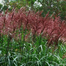 'Serengeti' Miscanthus sinensis