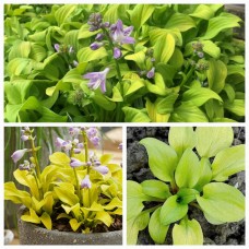  'Sun Mouse'  Hosta