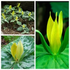 Trillium luteum - mežalilija