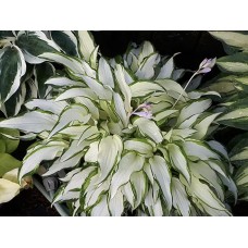 'White Christmas' Hosta