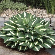 'White Bikini' Hosta