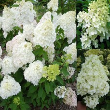 'Diamantino' Hydrangea pan.