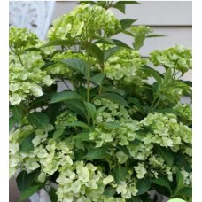 'Fairytrail Green' Hydrangea 