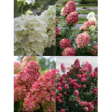 ' Fire Light '  Hydrangea pan.