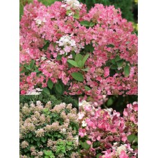 ' Little Quick Fire  '  Hydrangea pan.