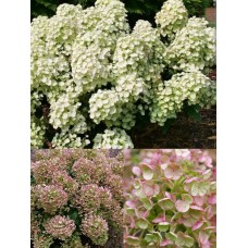 ' Tiny Quick Fire '  Hydrangea pan.