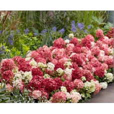 'Groundbreaker Ruby ' Hydrangea pan. 