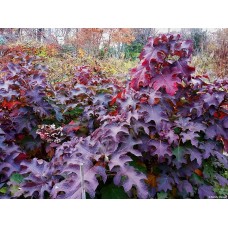  'Ice Crystal' Hydrangea quercifolia