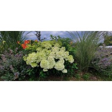  'Little Alf' PBR Hydrangea paniculata
