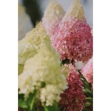 ' Magical Monte Verde' Hydrangea paniculata