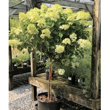 'Mag. Lime Sparkle' augststumbra hortenzija 