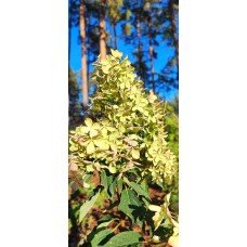  'Magic. Lime Sparkle' Hydrangea pan. 