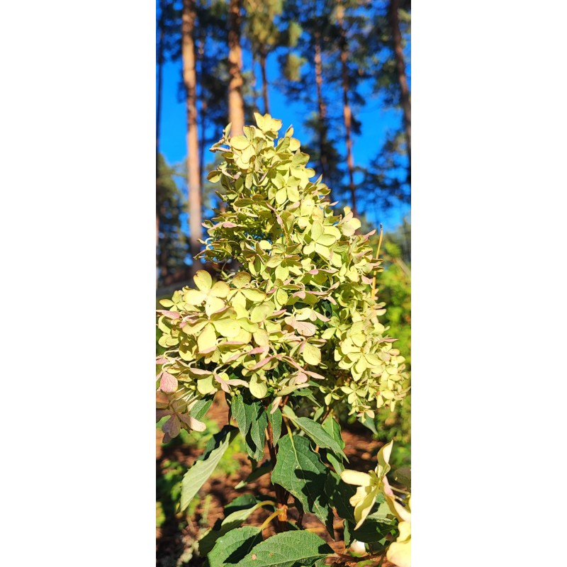  'Magic. Lime Sparkle' Hydrangea pan. 