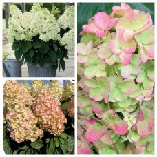 'Bee Sweet' Hydrangea paniculata