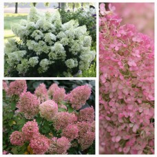 'Bobo' Hydrangea paniculata