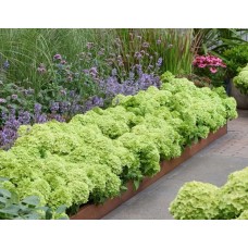 'Groundbreaker Greeny' Hydrangea pan. 