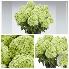 'Pancetta' Hydrangea paniculata