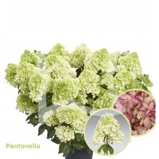 'Pantonella' Hydrangea paniculata