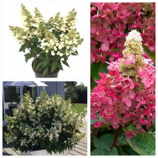 ' Magical Vesuvio'  Hydrangea paniculata