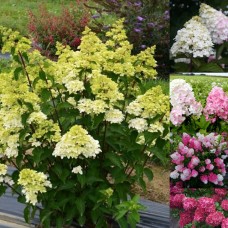 'Fraise Melba' Hydrangea pan.