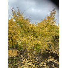 'Wonder Weeper' Ginkgo biloba