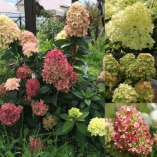  'Graffiti' Hydrangea pan.