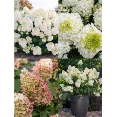 'Little Hottie'  Hydrangea pan.