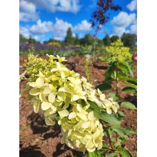 'Dentelle de Gorron' Hydrangea paniculata