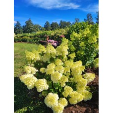  'Living Cotton Cream' Hydrangea pan. 